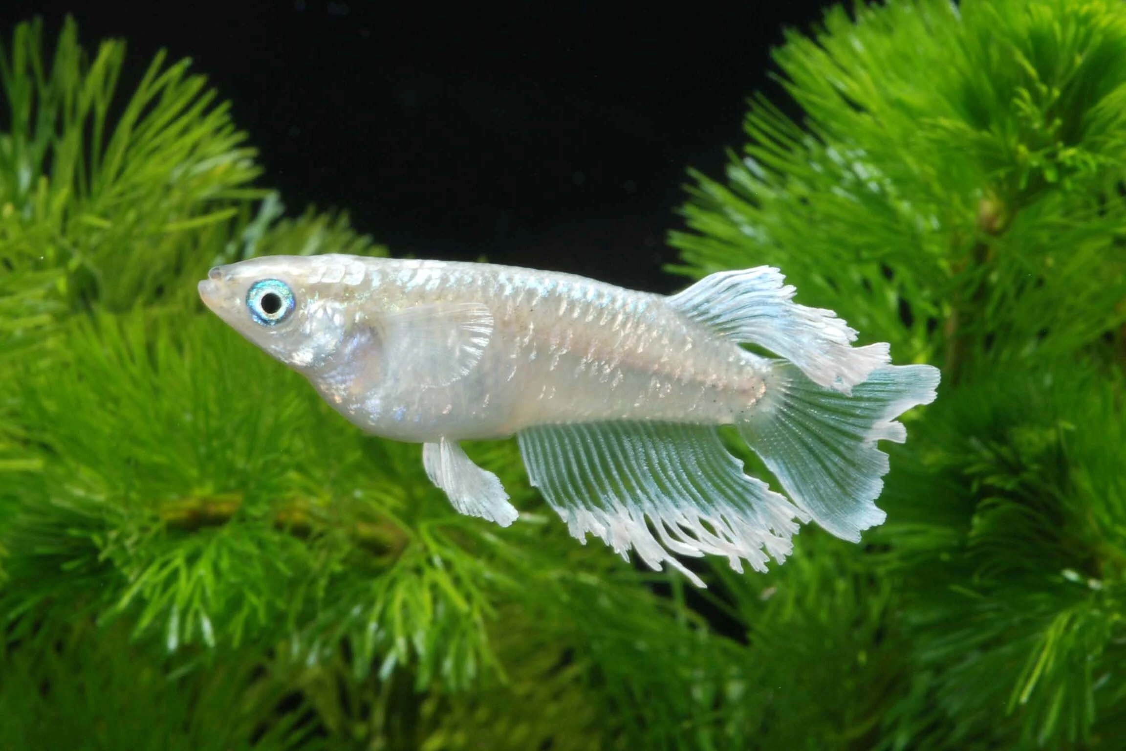 メダカの寿命と飼育方法を知ろう！