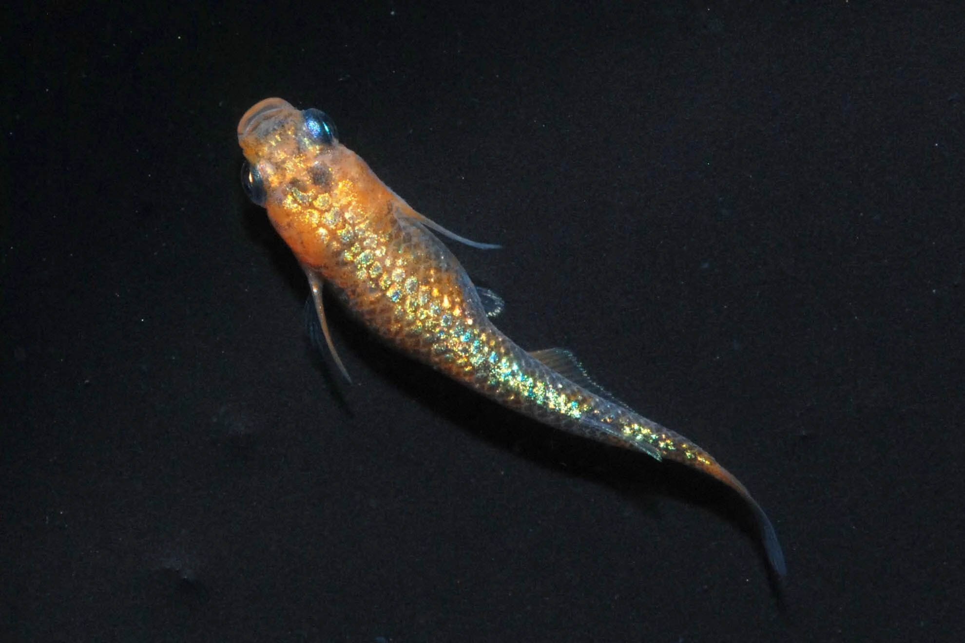 メダカの繁殖成功を導くコツ