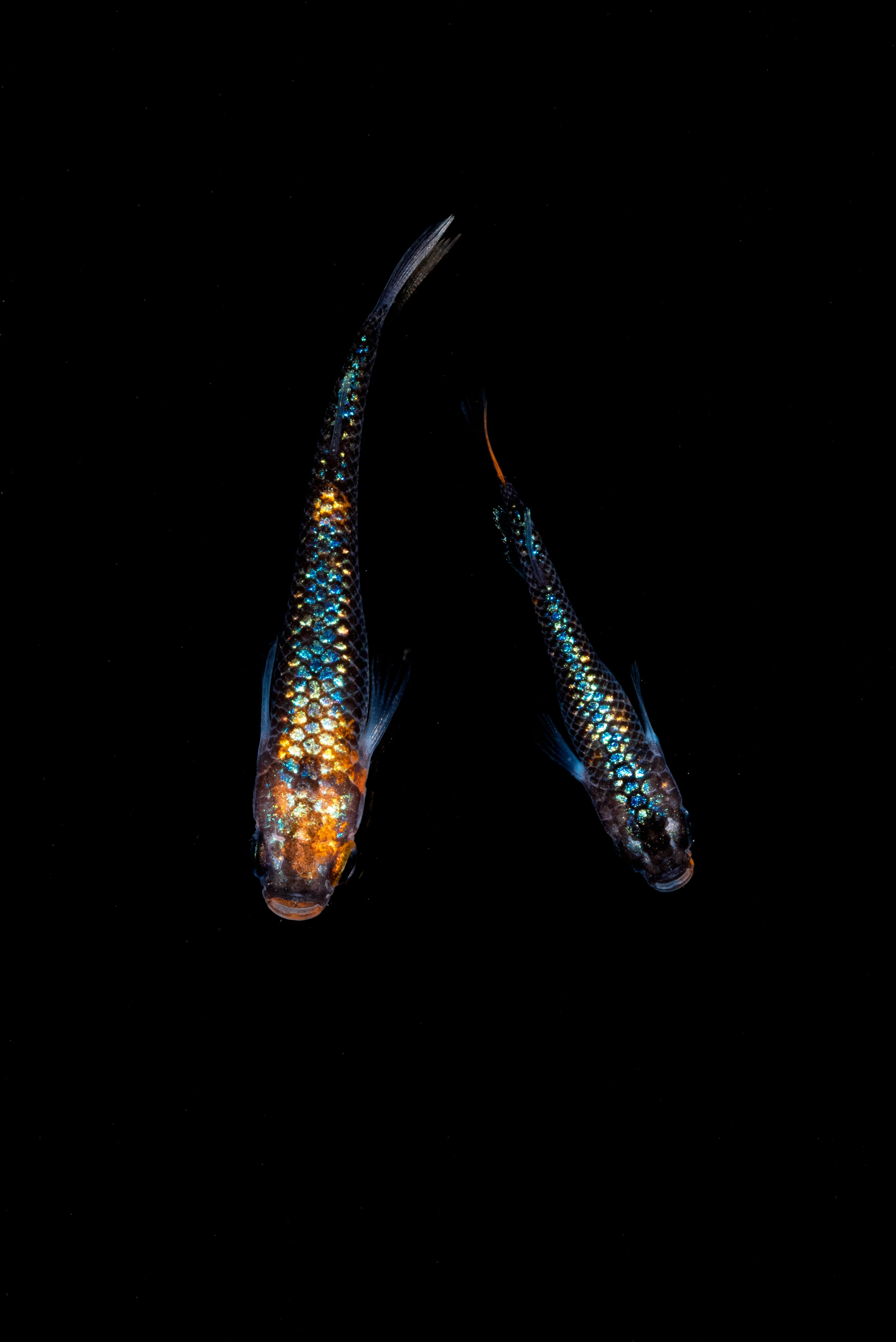 ラメメダカの特徴