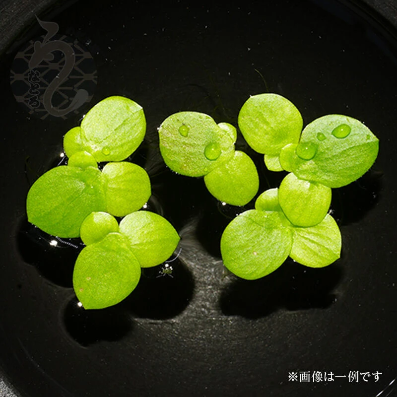 めだかと水草の関係
